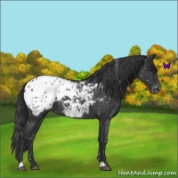 Horse Color:Blue Roan Blanket 