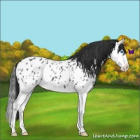 Horse Color:Blue Roan Splash Near Leopard 