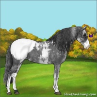 Horse Color:White Spotted Blue Roan Snowcap 