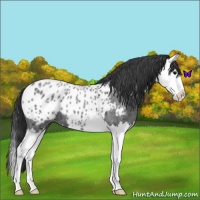Horse Color:Blue Roan Splash Appaloosa 