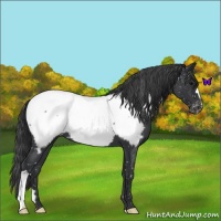 Horse Color:Blue Roan Snowcap 