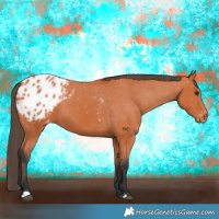 Horse Color:Bay Appaloosa 