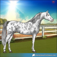 Horse Color:Blue Roan Appaloosa 