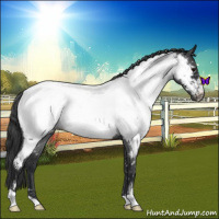 Horse Color:Blue Roan Near Fewspot 