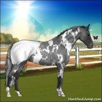 Horse Color:White Spotted Blue Roan Appaloosa 