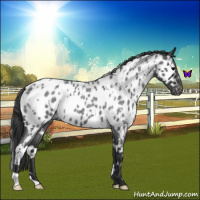 Horse Color:White Spotted Blue Roan Near Leopard 