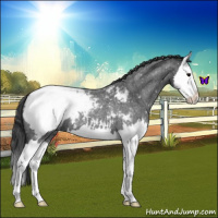 Horse Color:Blue Roan Splash Snowcap 