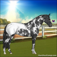 Horse Color:White Spotted Blue Roan Snowcap 