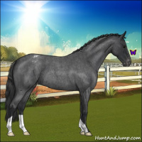 Horse Color:Blue Roan Appaloosa 