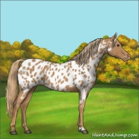 Horse Color:Red Roan Appaloosa 