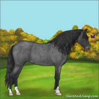 Horse Color:Blue Roan Varnish 
