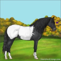 Horse Color:Blue Roan Appaloosa 