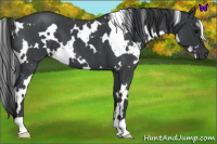 Horse Color:White Spotted Blue Roan 