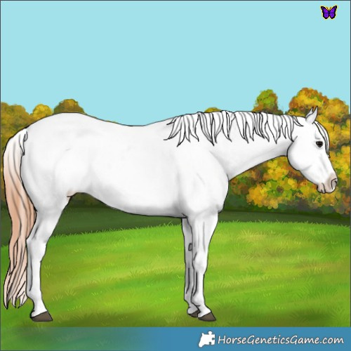 Horse Color:Blue Roan Appaloosa 