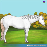 Horse Color:Blue Roan Appaloosa