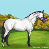 Horse Color:Blue Roan Appaloosa