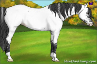 Horse Color:Blue Roan Near Fewspot 