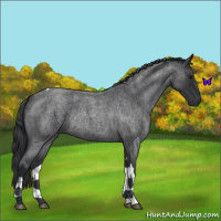 Horse Color:Blue Roan Tobiano Rabicano 
