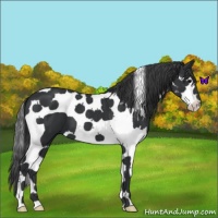 Horse Color:Black Splash Tobiano 