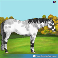 Horse Color:Blue Roan Splash 