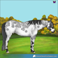 Horse Color:White Spotted Blue Roan 