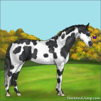 Horse Color:Black Splash Tobiano 