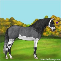 Horse Color:Blue Roan Splash 