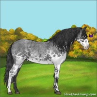 Horse Color:White Spotted Blue Roan 