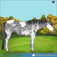 Horse Color:Blue Roan Splash Tobiano 