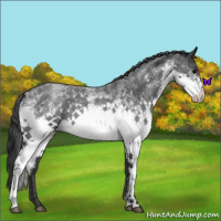 Horse Color:White Spotted Blue Roan 