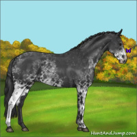 Horse Color:White Spotted Blue Roan