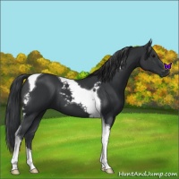 Horse Color:Black Tobiano 