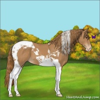 Horse Color:Chestnut Tobiano Appaloosa 