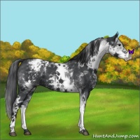 Horse Color:White Spotted Blue Roan Varnish