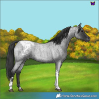 Horse Color:Blue Roan Tobiano Varnish 