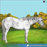 Horse Color:White Spotted Black Tobiano Varnish 