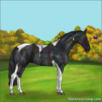 Horse Color:Midnight Blue Ice Roan Tobiano 