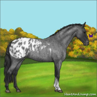 Horse Color:Blue Roan Tobiano Blanket 