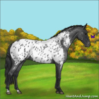 Horse Color:Blue Roan Near Leopard 