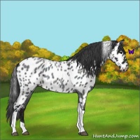 Horse Color:Midnight Blue Ice Roan Tobiano Near Leopard Rabicano 
