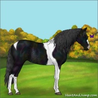 Horse Color:Midnight Black Tobiano Rabicano 