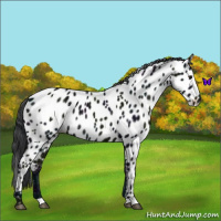 Horse Color:Midnight Black Near Leopard Rabicano 