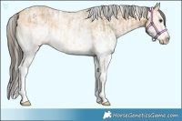 Horse Color:White Spotted Buckskin  and White Spotted Buckskin Splash 