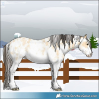 Horse Color:Buckskin Sabino Rabicano 