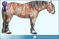 Horse Color:Bay Dun Appaloosa  and Bay 