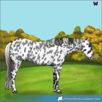 Horse Color:Blue Roan Appaloosa 