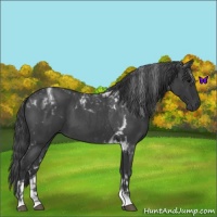 Horse Color:Blue Roan Tobiano 
