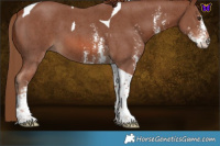 Horse Color:Chestnut Sabino Tobiano 
