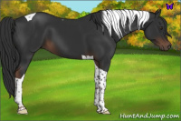 Horse Color:Liver Chestnut Tobiano 