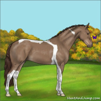 Horse Color:Liver Red Dun Tobiano 